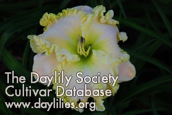 Daylily Fancy Lace